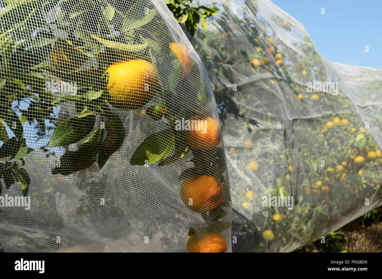 Citrus trees covered in protective covers Photographed in Nahalal