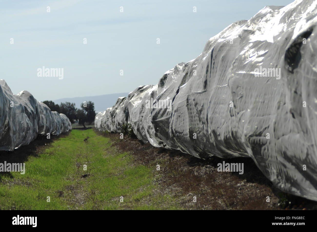 Protective covers trees hires stock photography and images Alamy