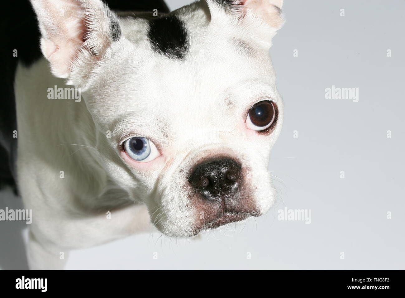boston terrier blue eyes stock photos boston terrier blue eyes