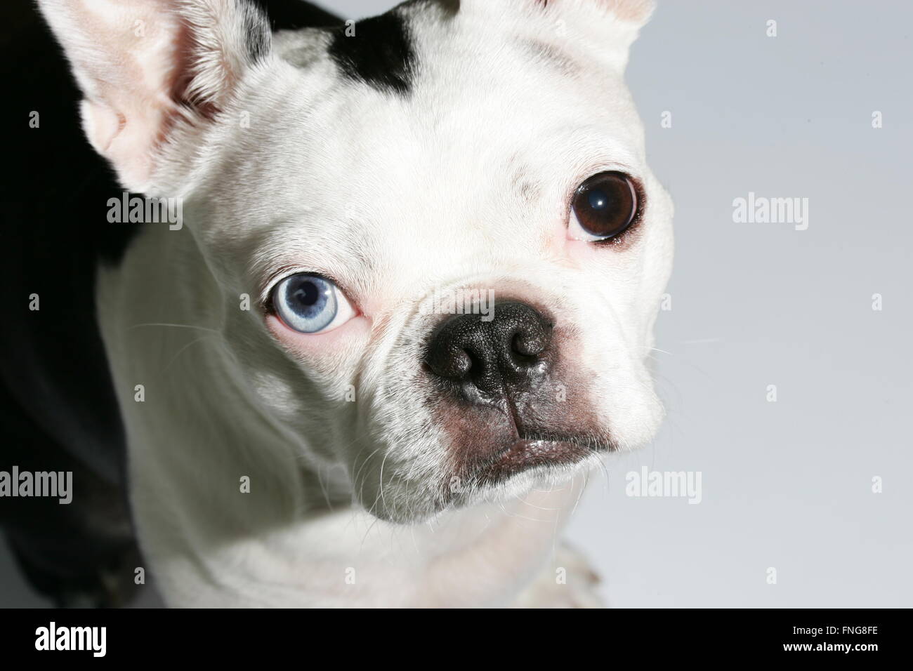 Blue hotsell eyed terrier