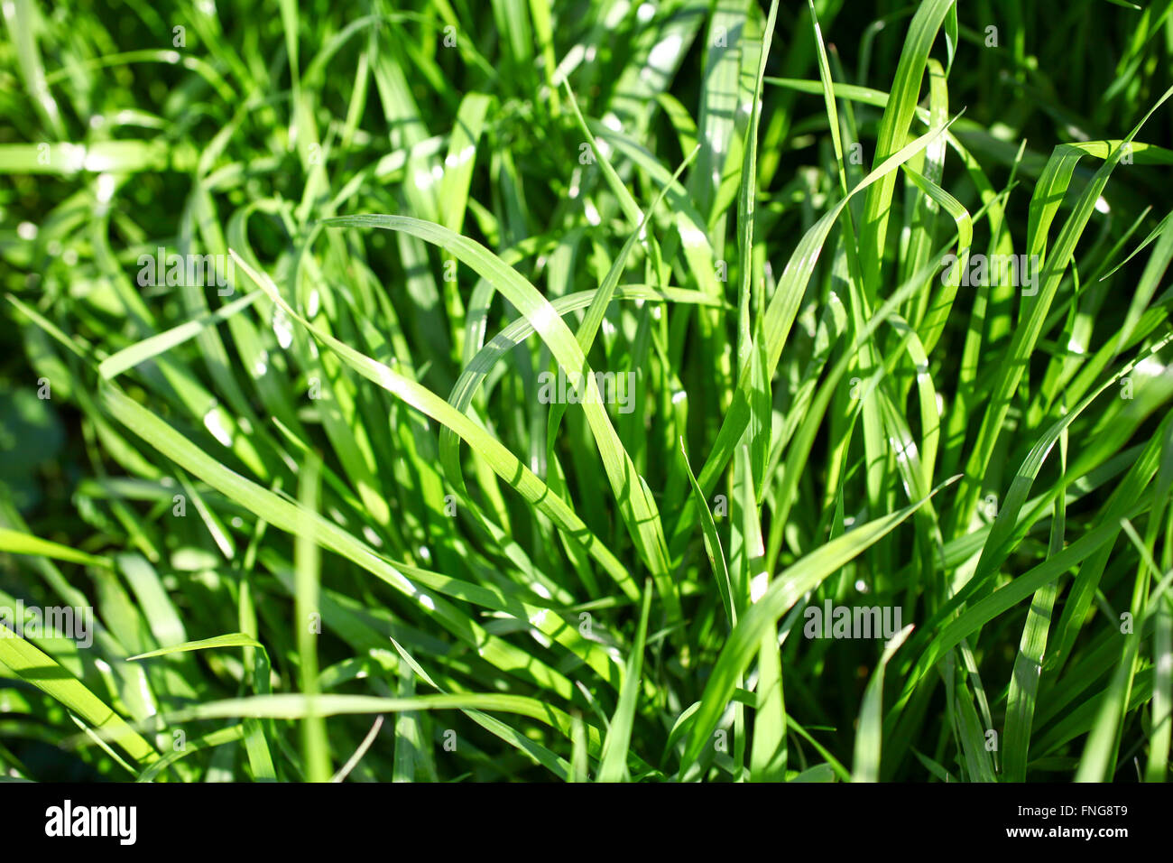 Lush green leaves hi-res stock photography and images - Alamy