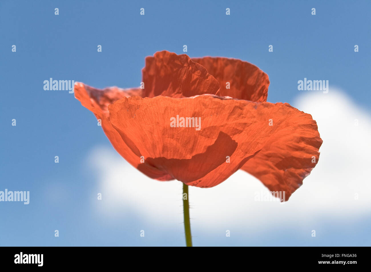 Red poppy over blue sky and cloud Stock Photo - Alamy