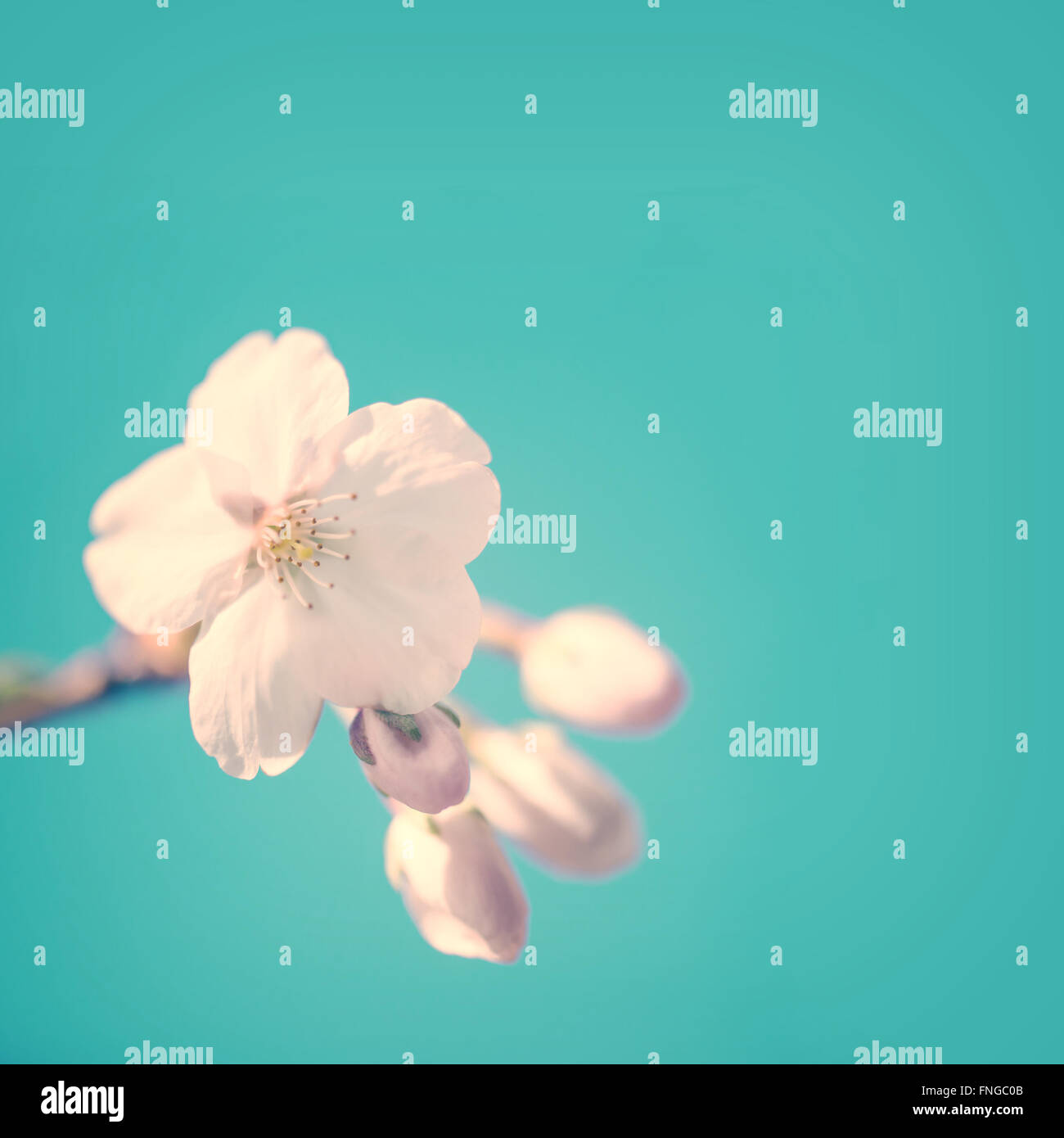 Cherry tree blossom hires stock photography and images Alamy