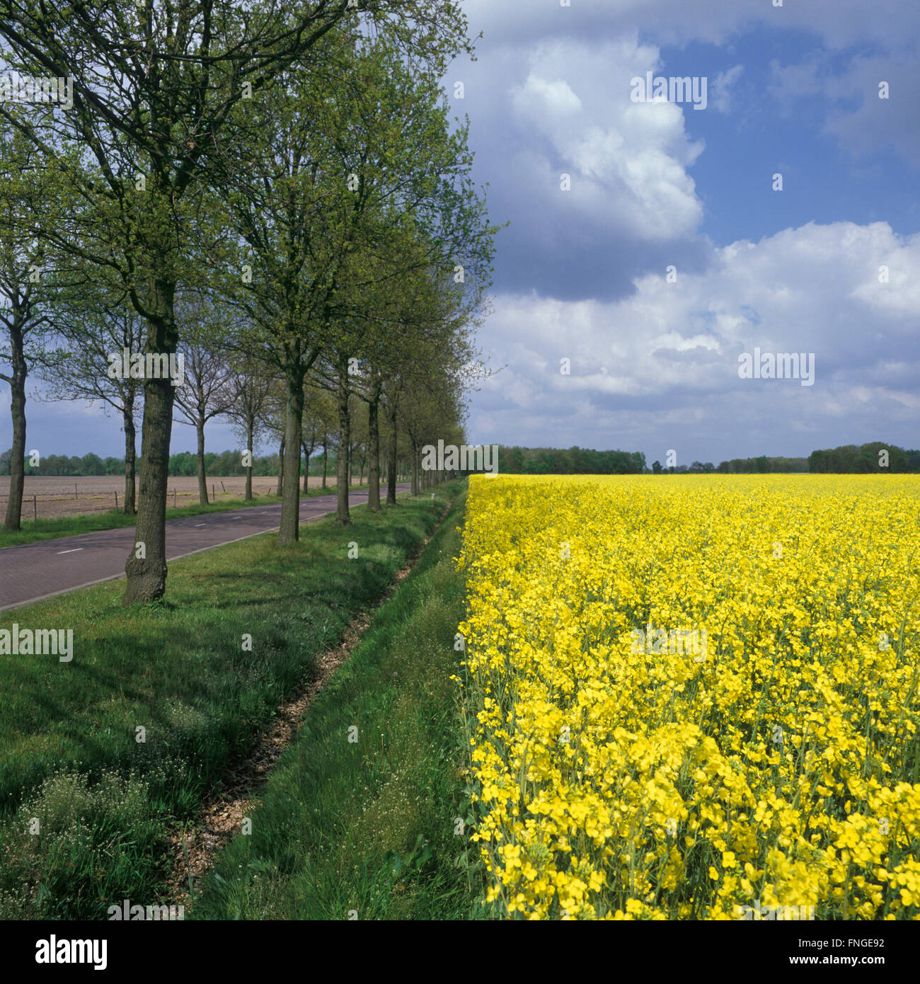 Holland, road with yellow flowering rapeseed Stock Photo