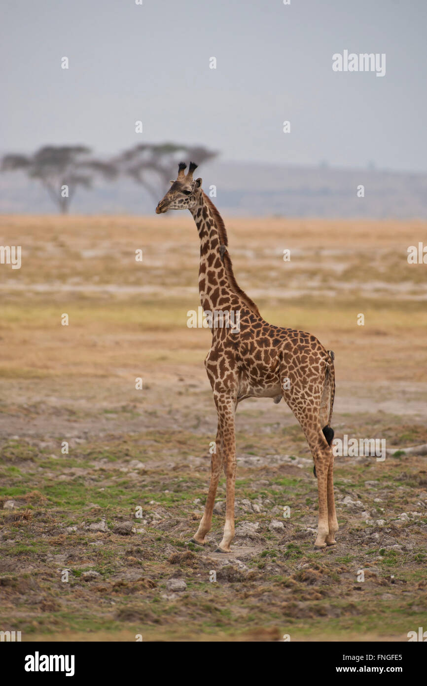 Giraffe standing in the Amboseli National Park in Kenya Stock Photo