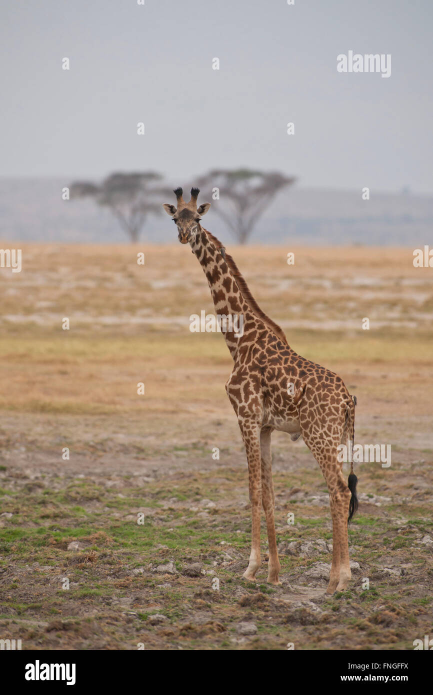 Giraffe standing in the Amboseli National Park in Kenya Stock Photo