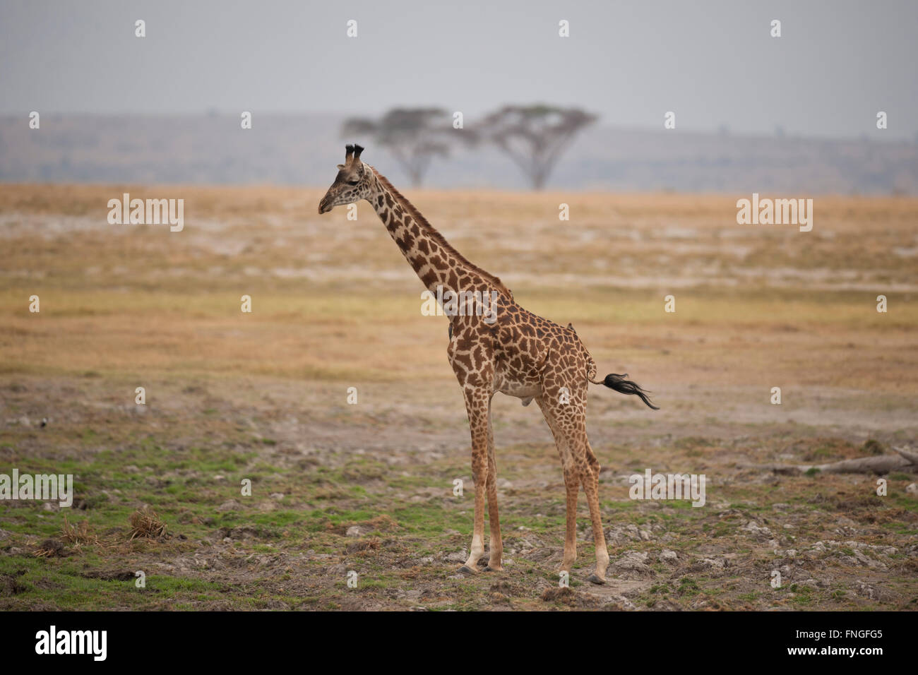 Giraffe standing in the Amboseli National Park in Kenya Stock Photo