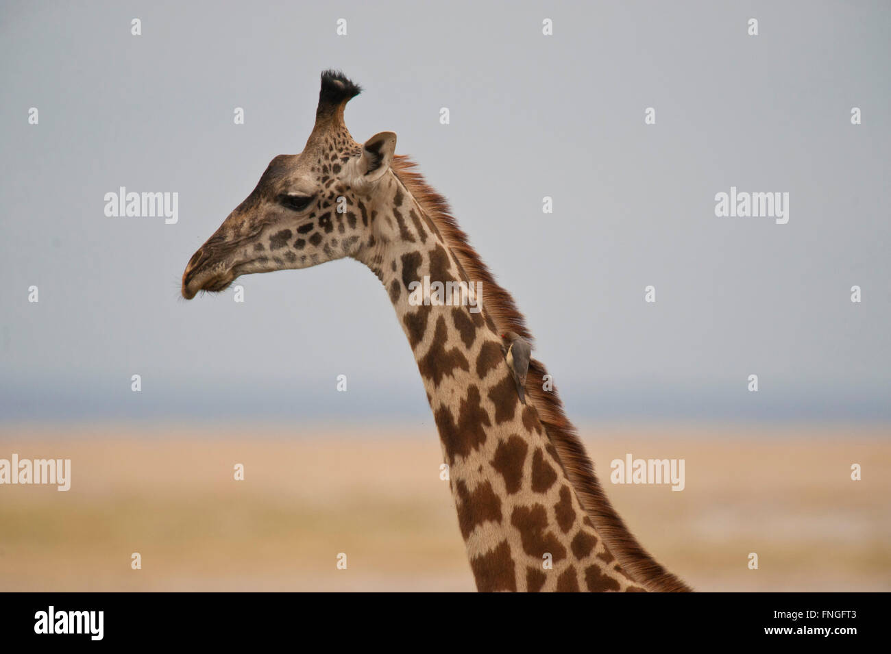 Close-up of Giraffe in kenyan national park Stock Photo