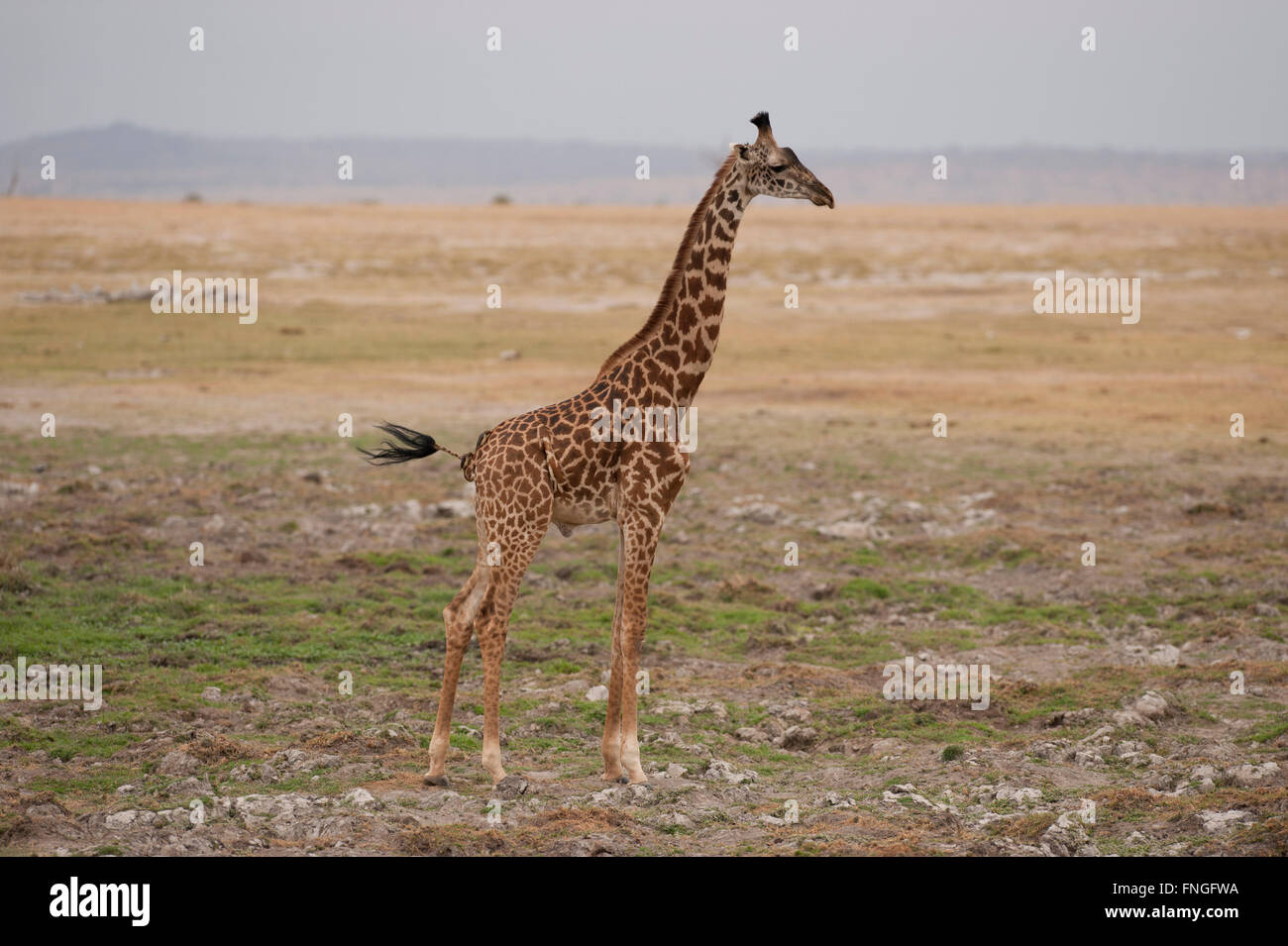 Giraffe standing in the Amboseli National Park in Kenya Stock Photo