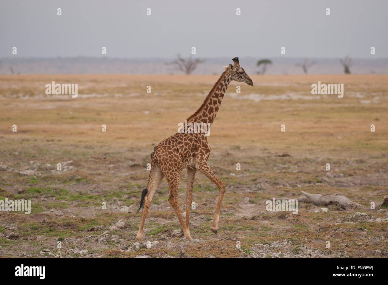 Giraffe standing in the Amboseli National Park in Kenya Stock Photo