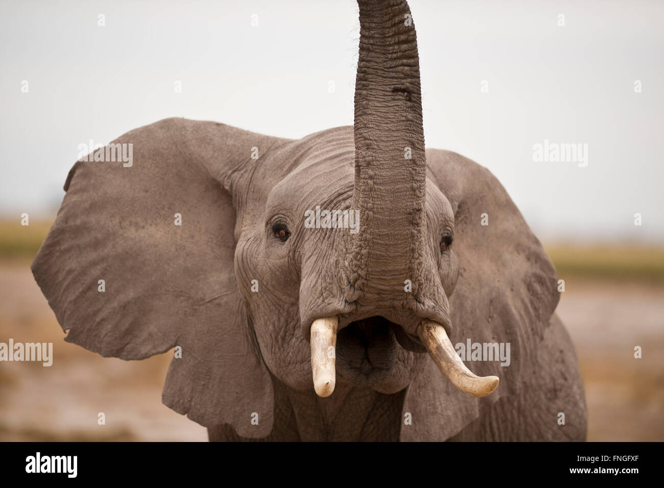 Elephant trumpeting hi-res stock photography and images - Alamy