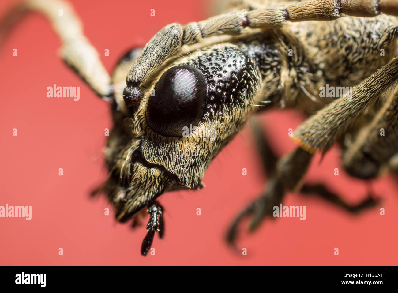 Beetle portrait. Bug macro. Rhagium inquisitor. Cerambycidae. Estonia. Europe. Red background Stock Photo