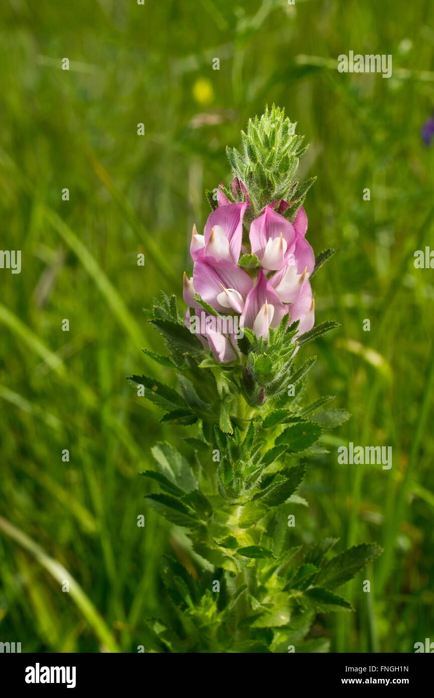 Field Restharrow blooming - Ononis arvensis Stock Photo