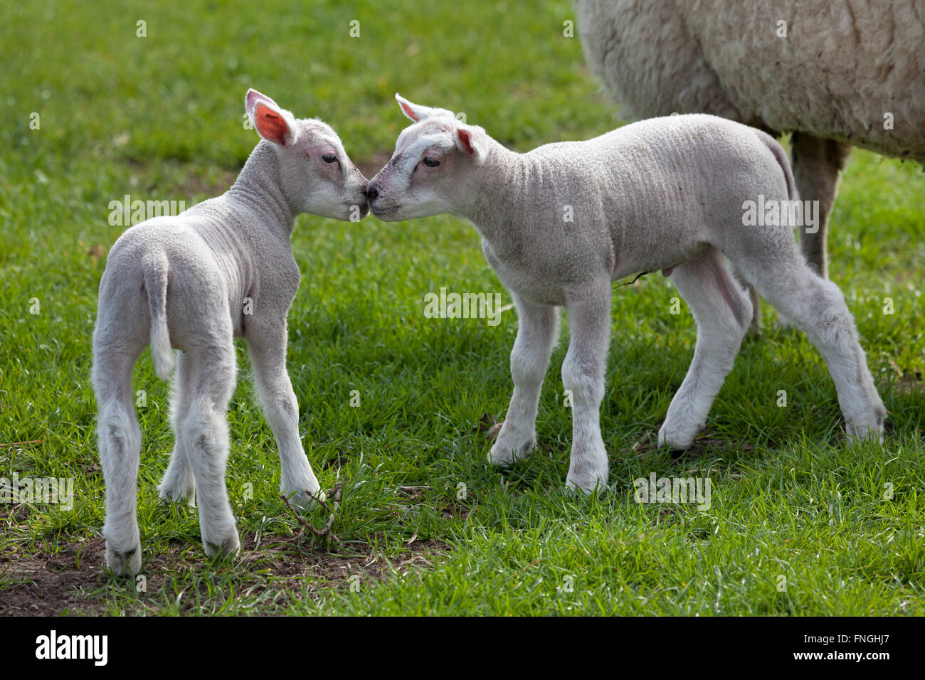 Newborn lambs in the meadow Stock Photo