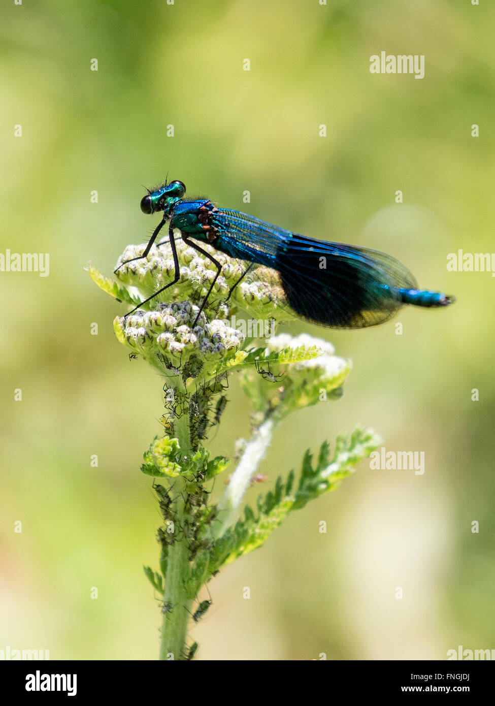 Blue damselfly, feeding on aphids, insect, macro Stock Photo