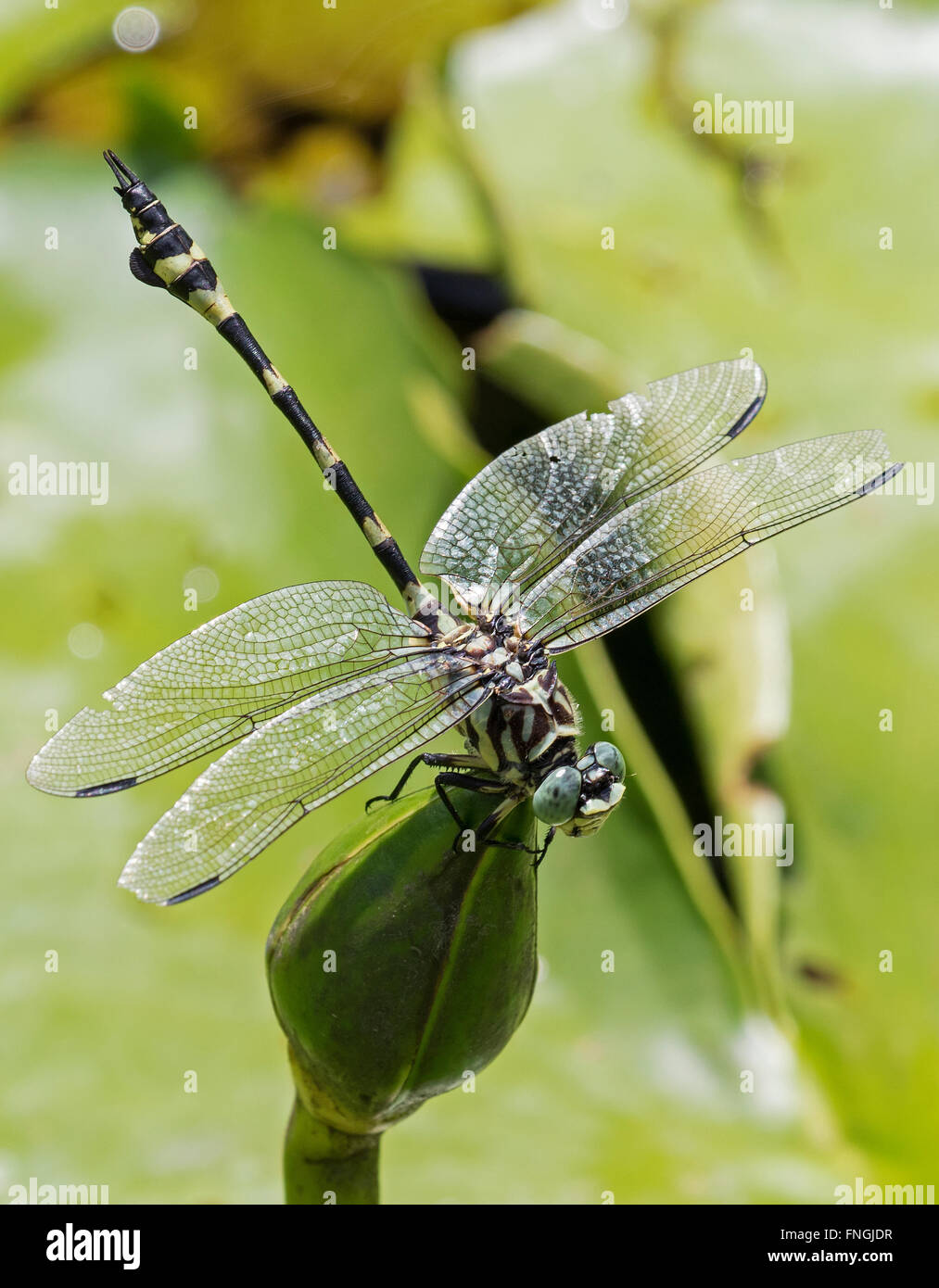 australian, tiger, dragonfly, close-up, insect Stock Photo