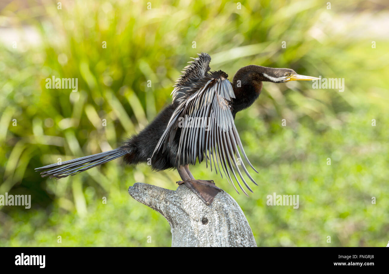 Predatory Birds Stock Photos & Predatory Birds Stock Images - Alamy