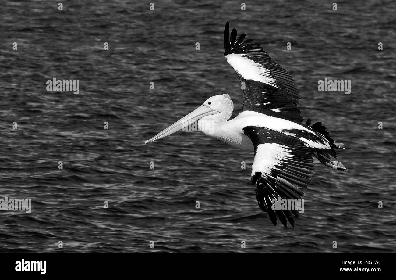 Australian pelican Black and White Stock Photos & Images - Alamy