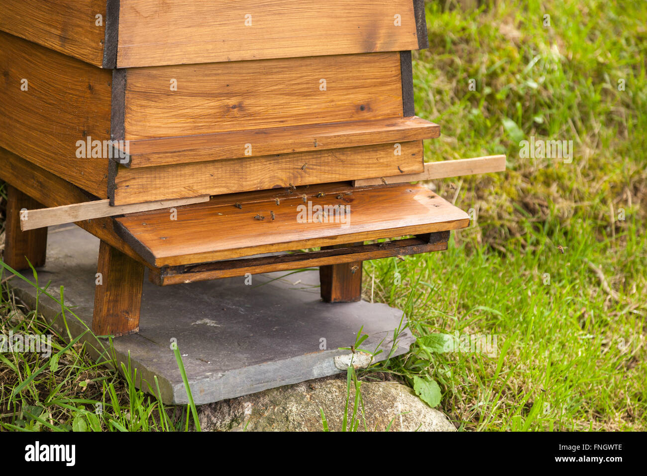 Industrious bees crossing over at the entrance to a wooden WBC William Broughton Carr beehive. The hive is resting on a piece of Stock Photo