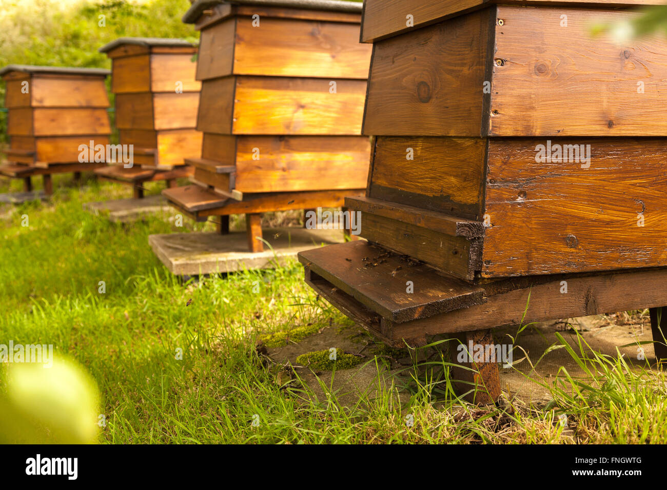 An arc of four wooden WBC William Broughton Carr beehives in a sunny garden. Bees can be seen on arriving and leaving the front Stock Photo