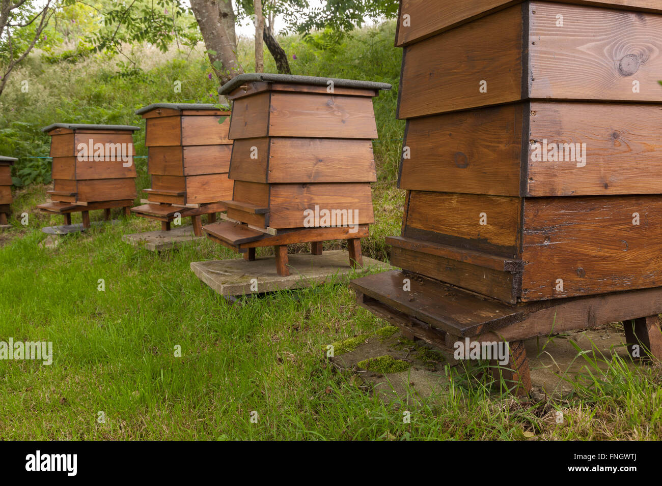 An arc of four wooden WBC William Broughton Carr beehives in a shaded garden. Bees can be seen on arriving and leaving the front Stock Photo
