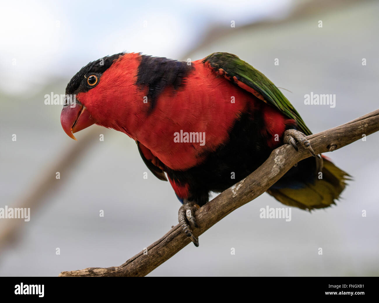Black capped lorikeet hi-res stock photography and images - Alamy
