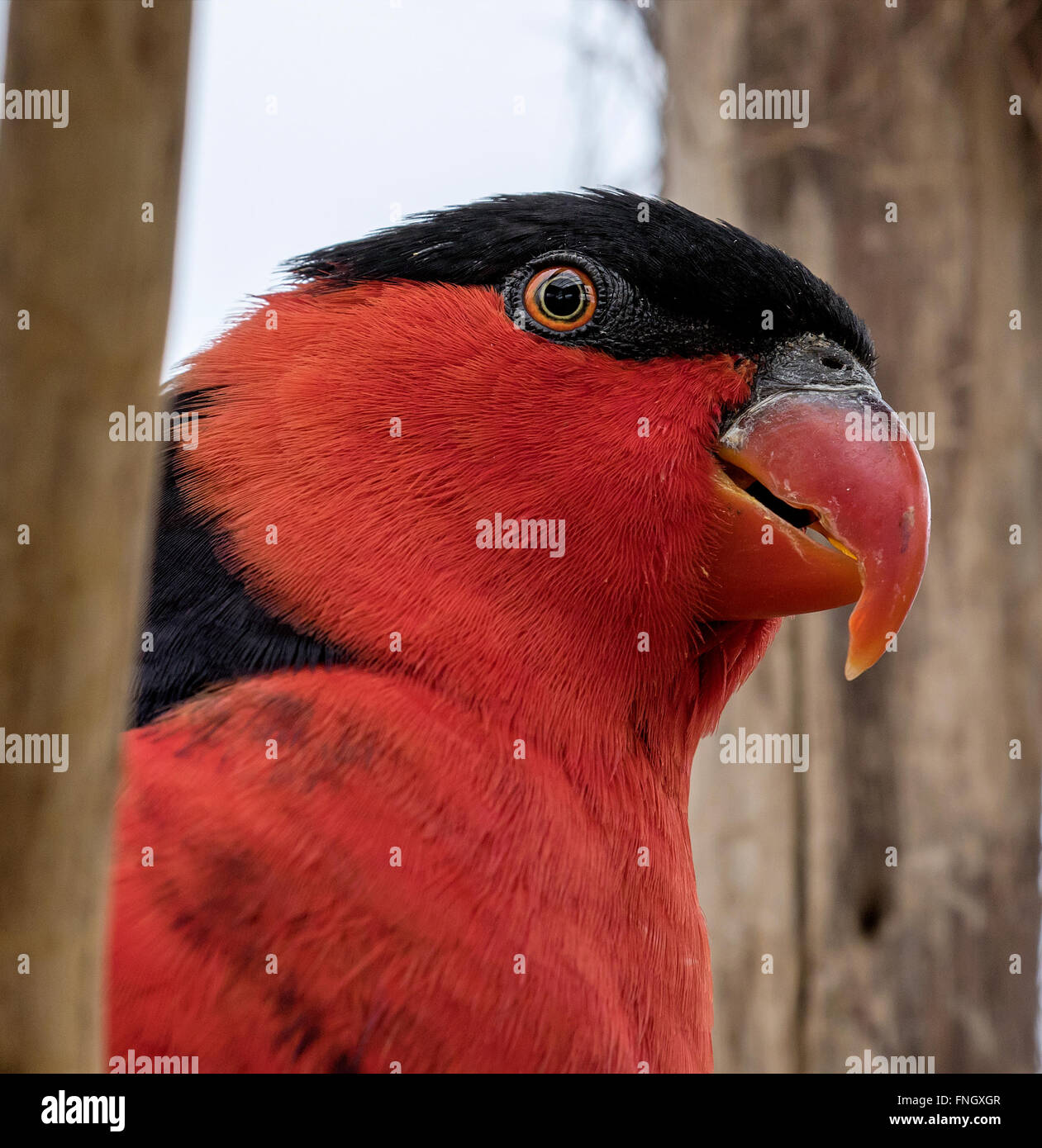 black capped lorikeet Stock Photo - Alamy