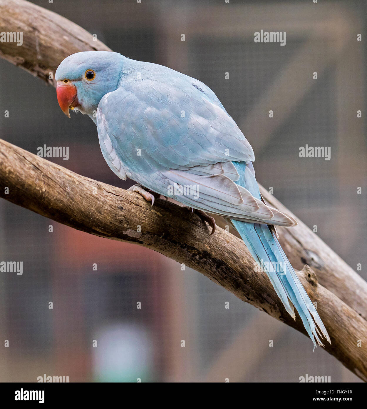 blue indian ring necked parrot, brisbane queensland australia Stock Photo