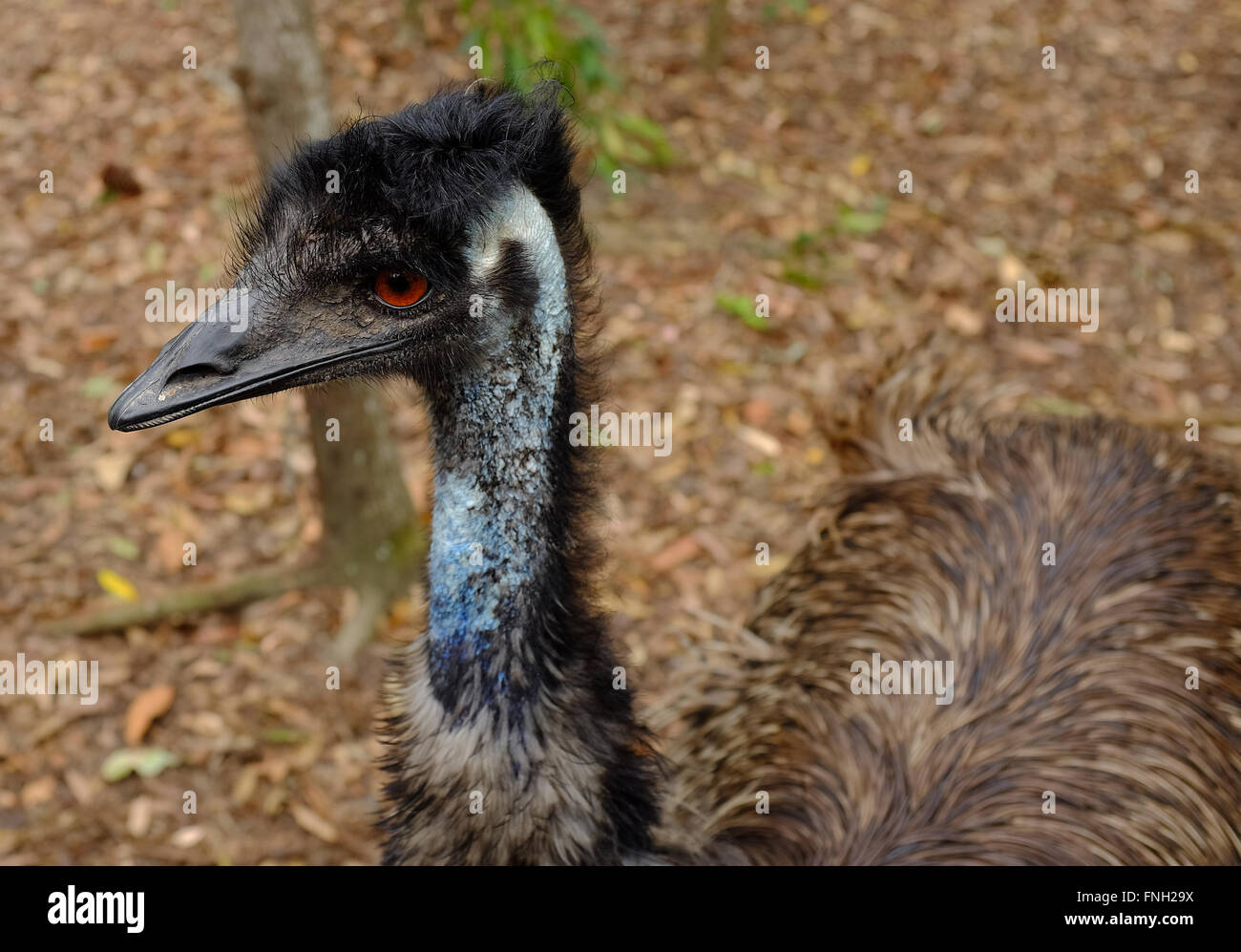emu, queensland australia Stock Photo