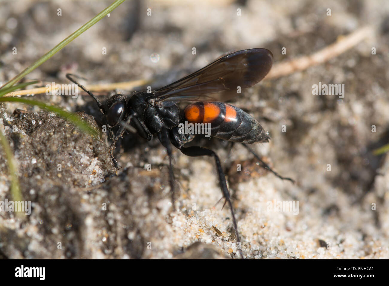 Black banded spider wasp (Anoplius viaticus) on sandy heathland in Surrey, England. Stock Photo
