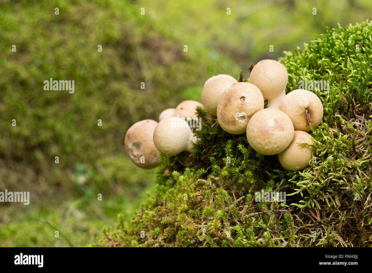 Mushrooms on the moss clod. Lycoperdon pyriforme commonly known as