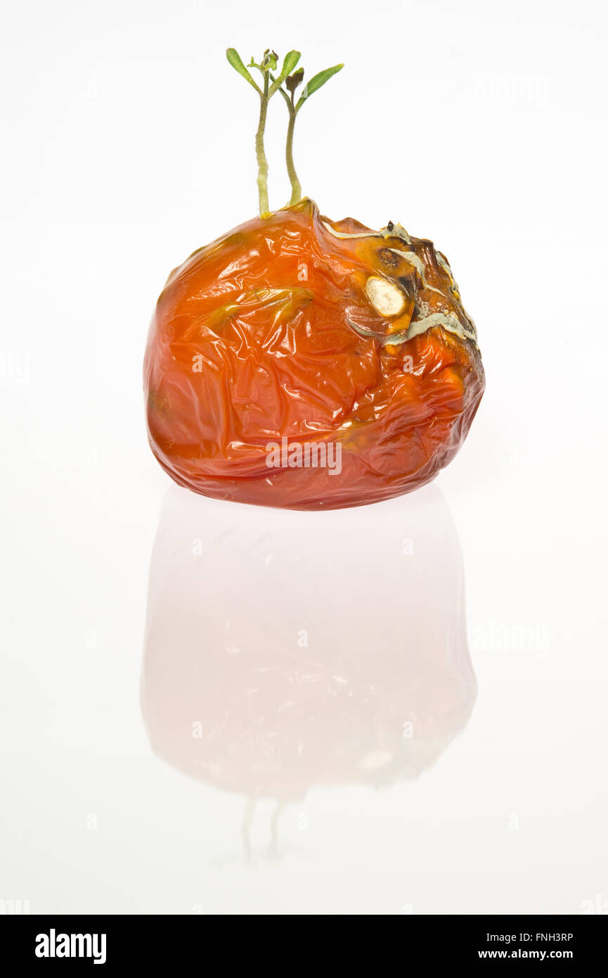 Tomatoes plants growing in the rotten and moldy tomato Stock Photo Alamy