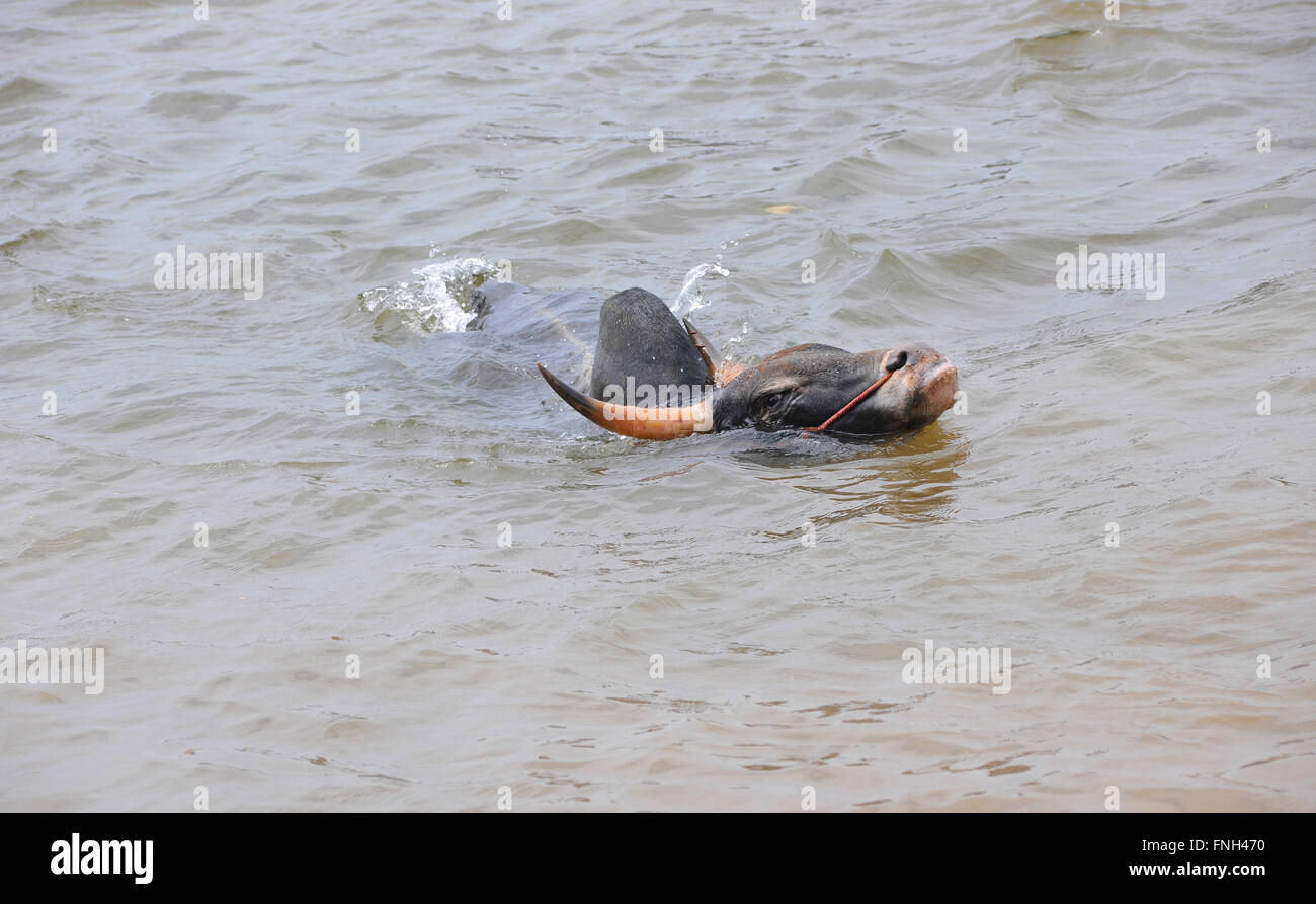 Jallikattu bull practice swimming as its strengthens its skill to attack the bull tamer with its hind legs,Madurai,Tamilnadu Stock Photo