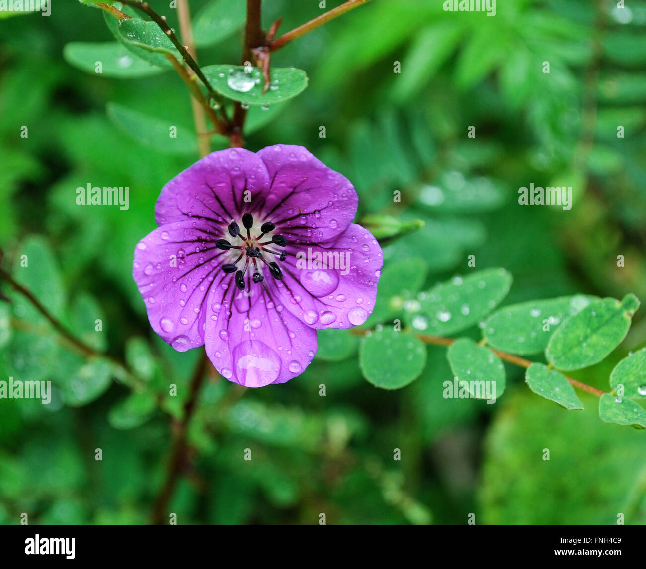 Valley of Flowers National Park is an Indian national park, located in