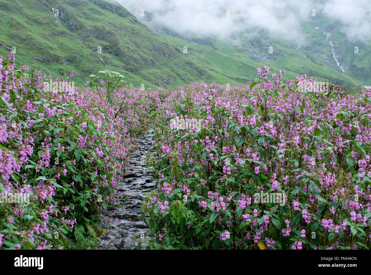 Valley of Flowers National Park is an Indian national park, located in West Himalaya, in the state of Uttarakhand Stock Photo