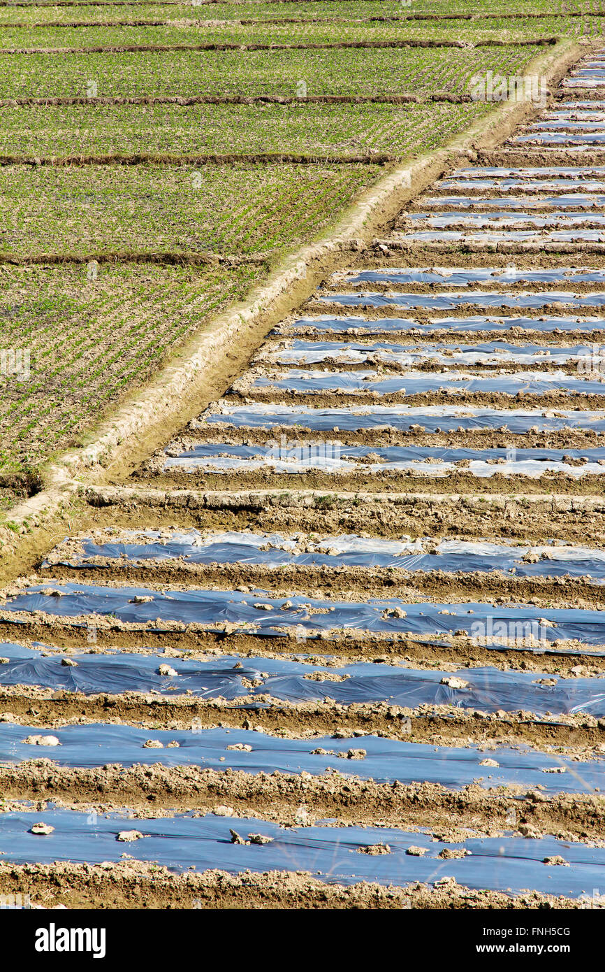 Cultivated agriculture farm field hi-res stock photography and images ...