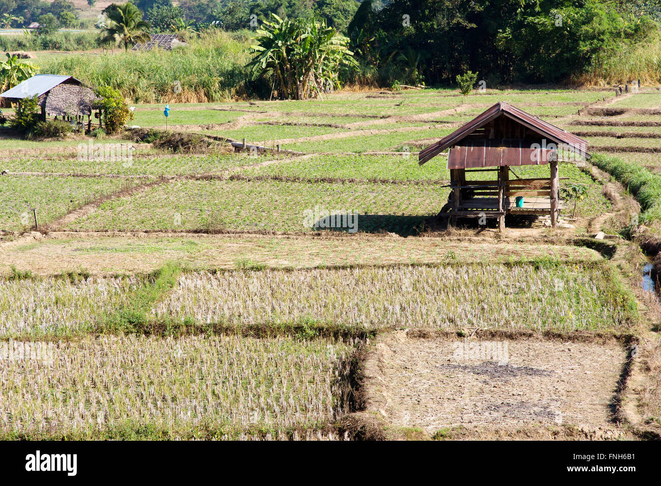 Normal Rice Farm Rural rice farming hi-res stock photography and images - Alamy