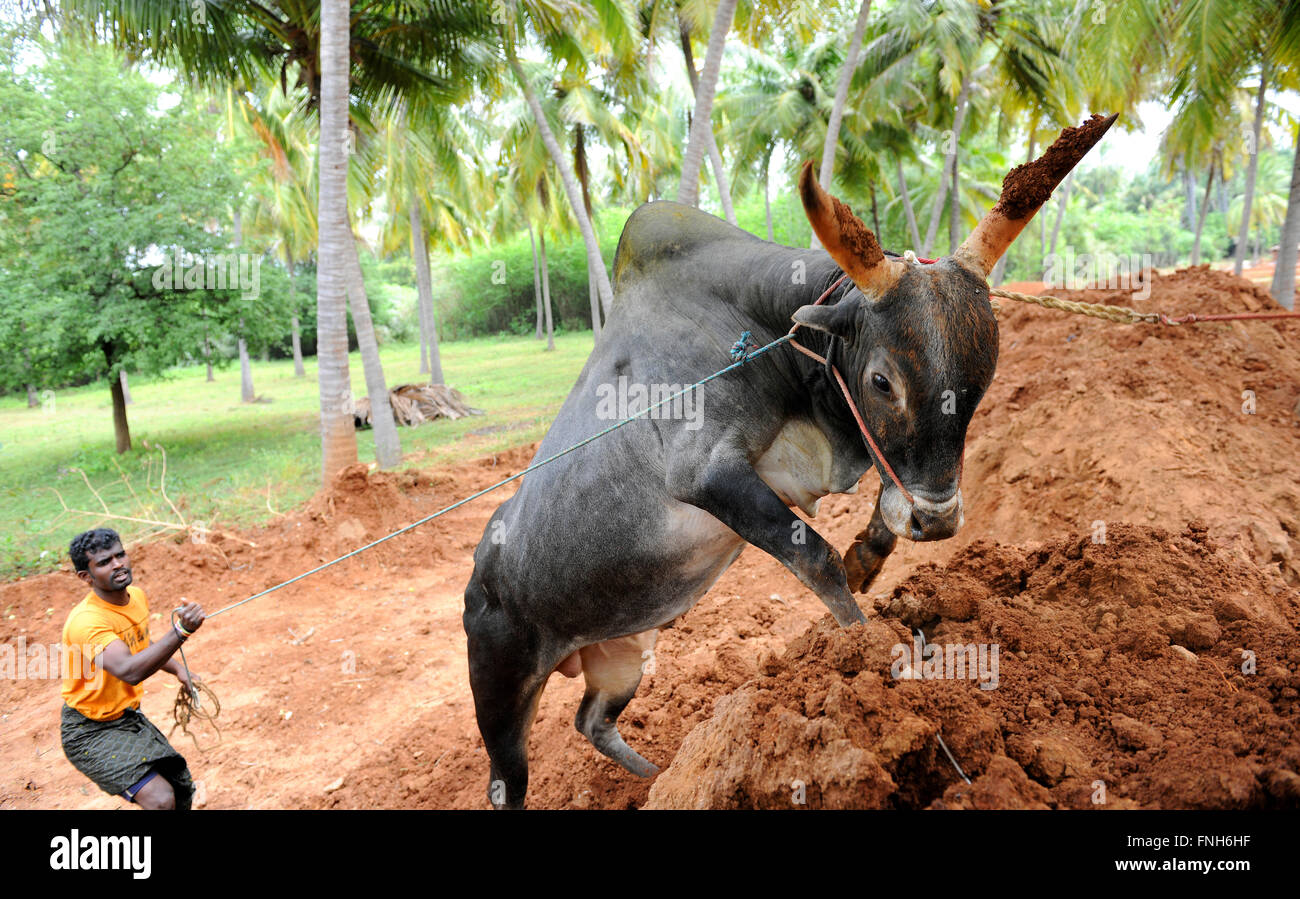 ferocious jallikattu bull majestic hump sharp horns that are the stock photo alamy https www alamy com stock photo ferocious jallikattu bull majestic hump sharp horns that are the hallmark 99337995 html