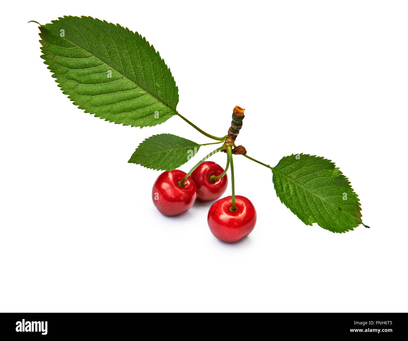 Isolated red cherries on white background Stock Photo Alamy
