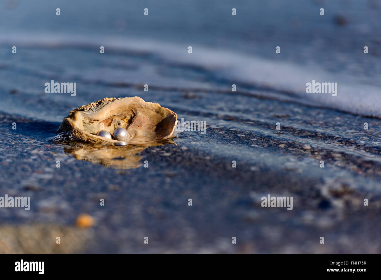 Australian pearls over an old shell on the beach washed by the waves of the sea. Stock Photo