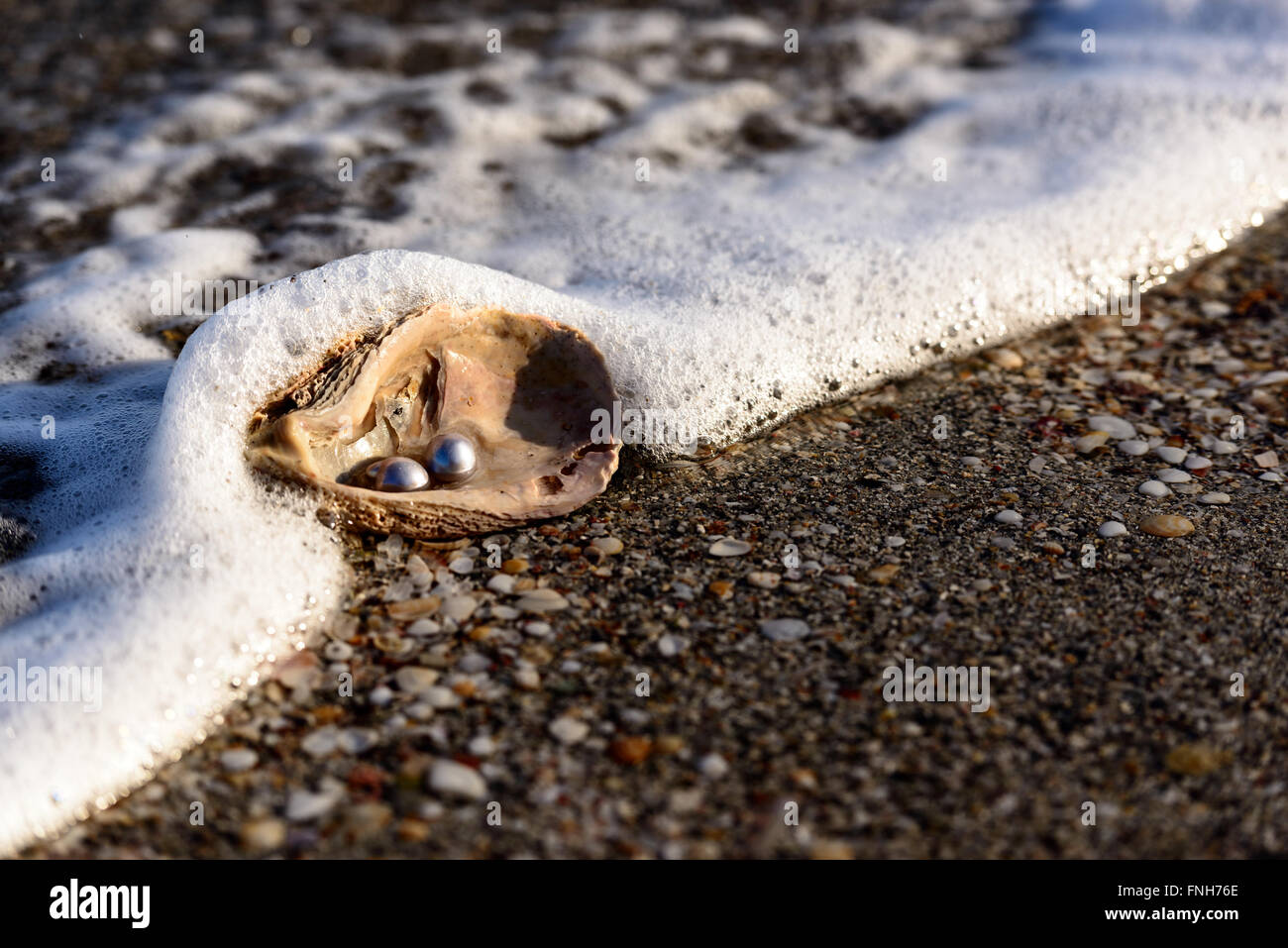 Australian pearls over an old shell on the beach washed by the waves of the sea. Stock Photo