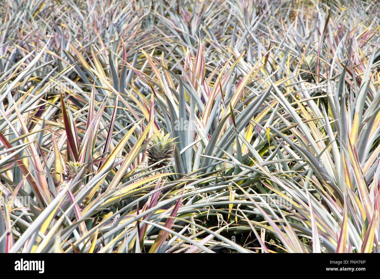 Pineapple fruit field Stock Photo Alamy