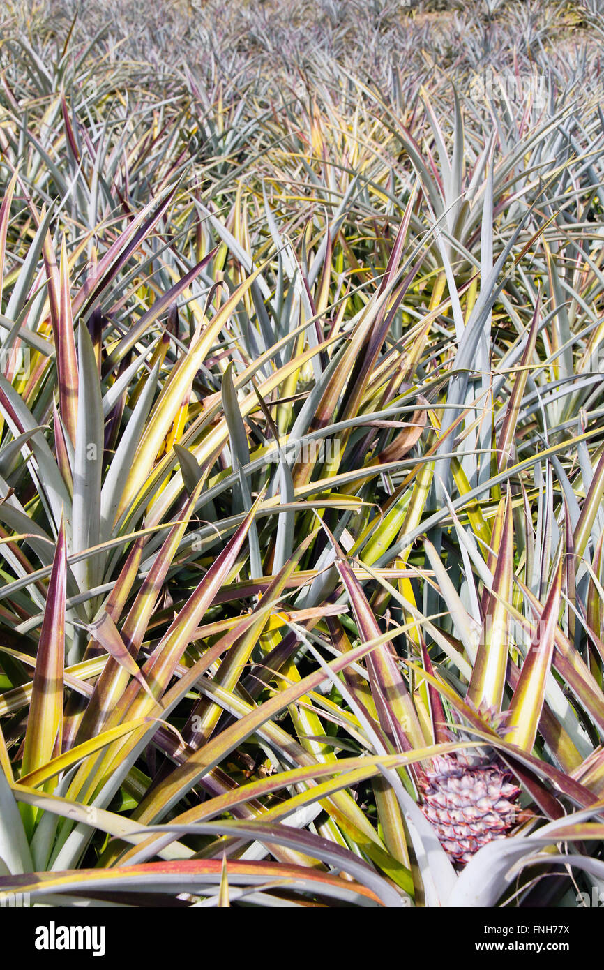 Pineapple fruit field Stock Photo Alamy