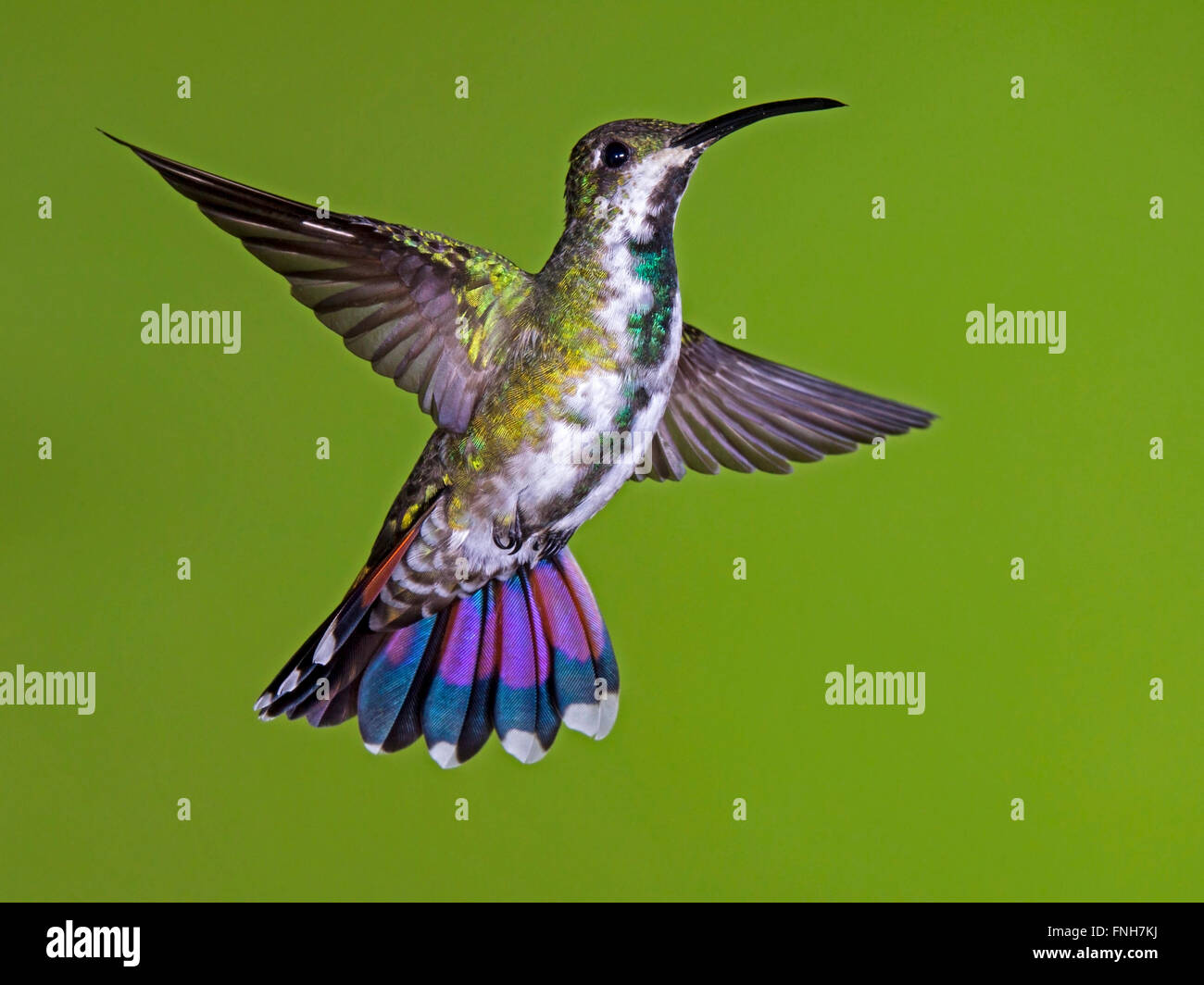 Female green-breasted mango hummingbird hovering Stock Photo