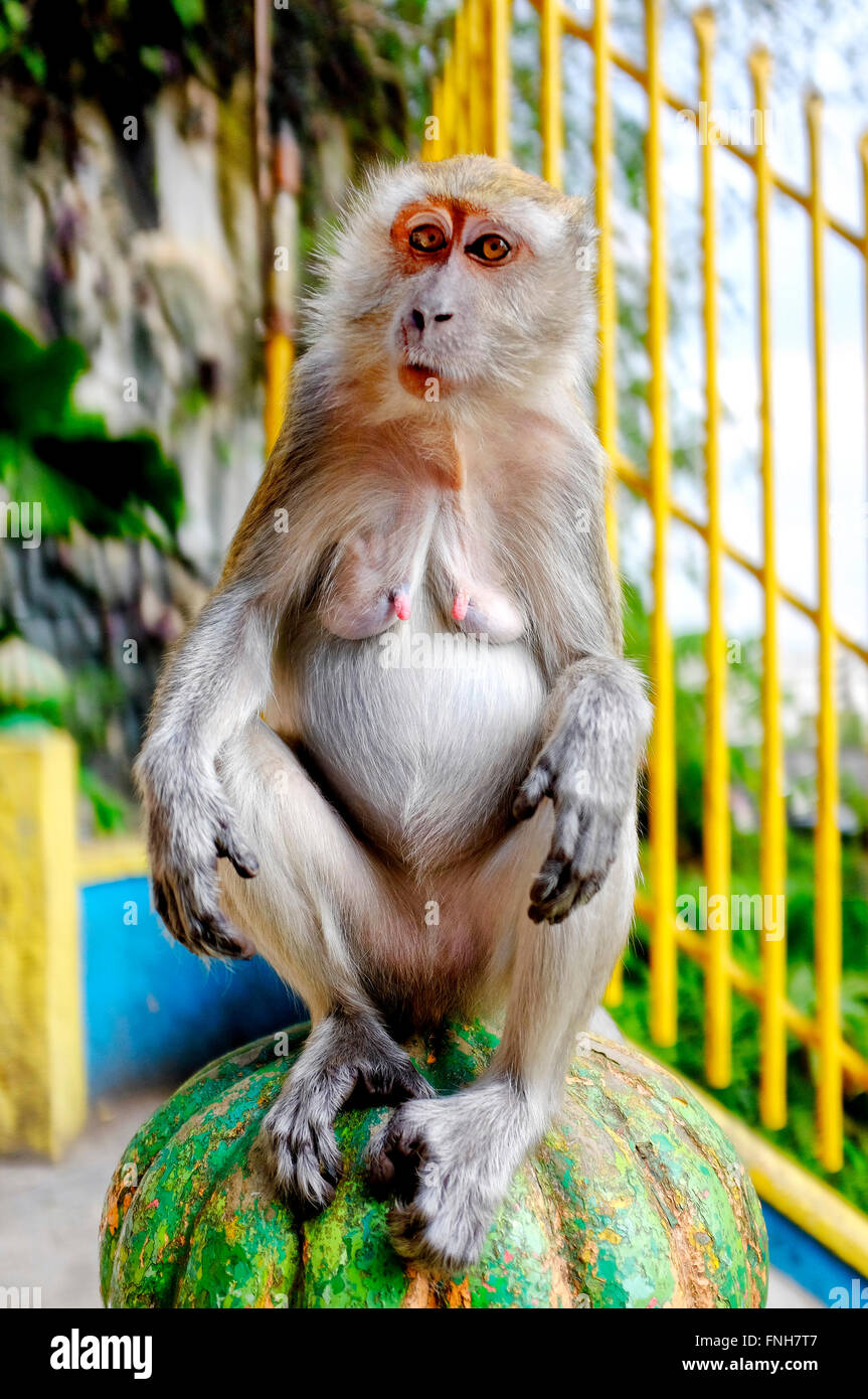 Crab-eating macaque on the stairs of the Batu Caves,  Gombak, Selangor, Malaysia Stock Photo