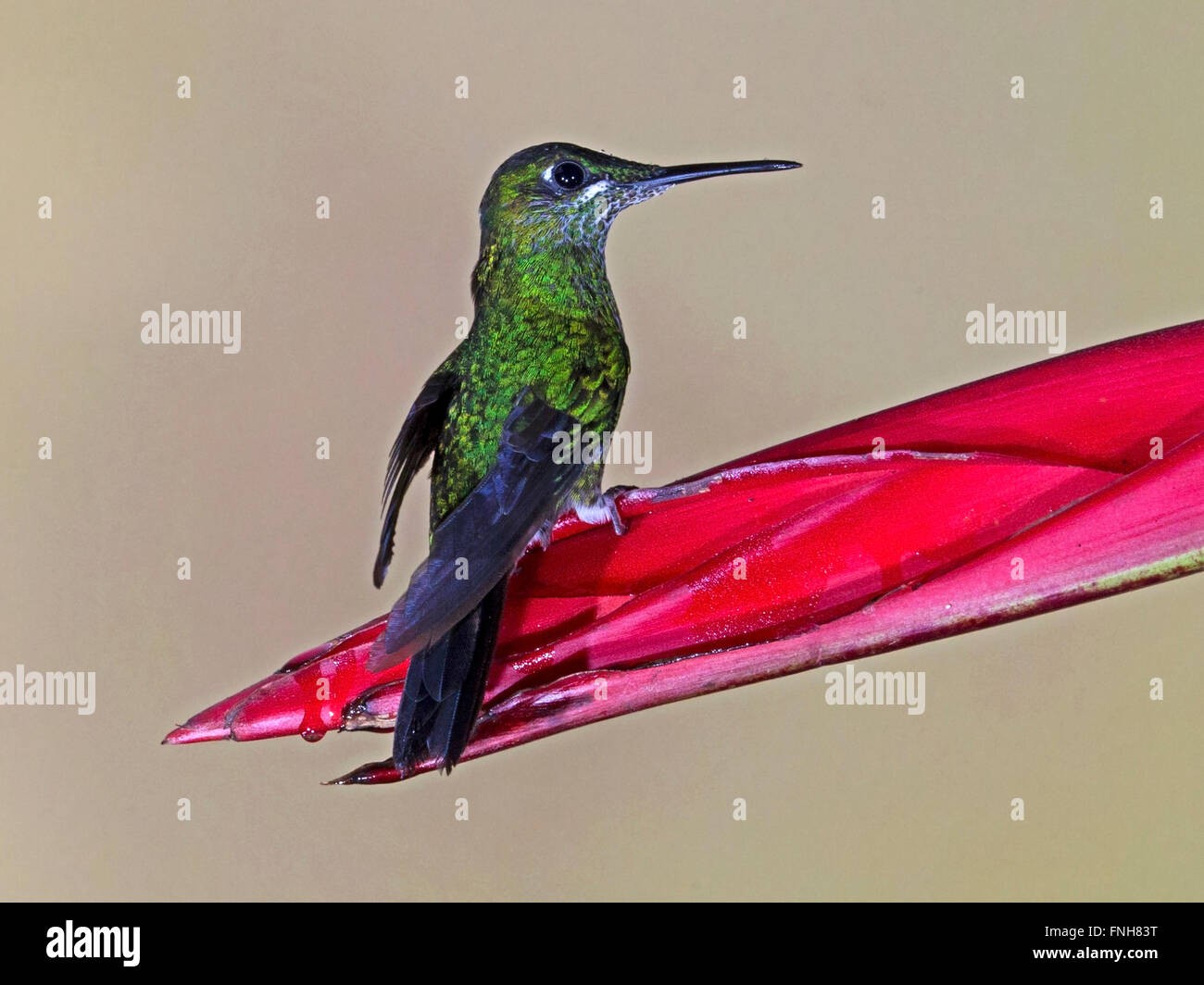 Female green-crowned brilliant hummingbird perched on flower Stock Photo