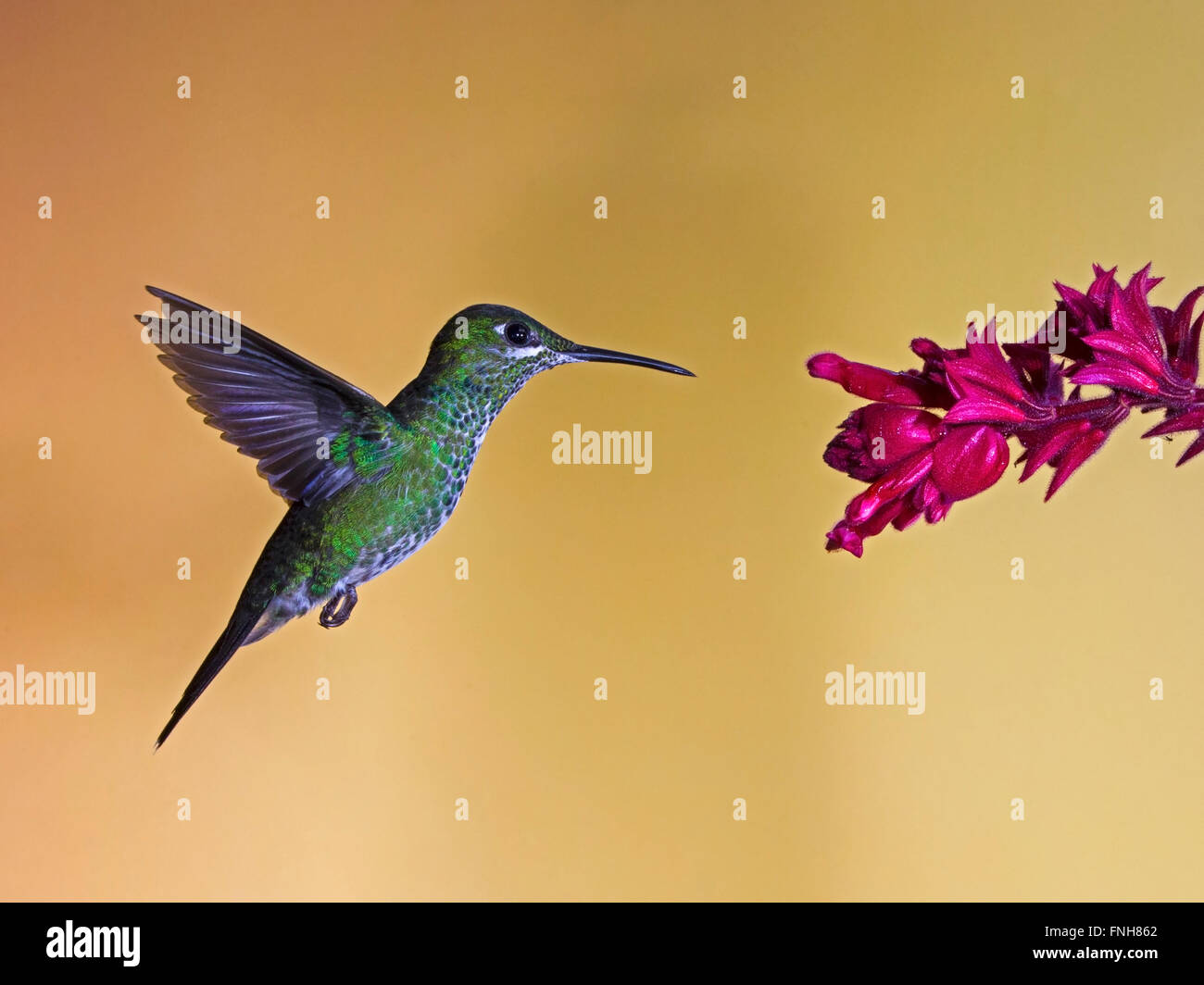 Female green-crowned brilliant hummingbird approaching flower Stock Photo