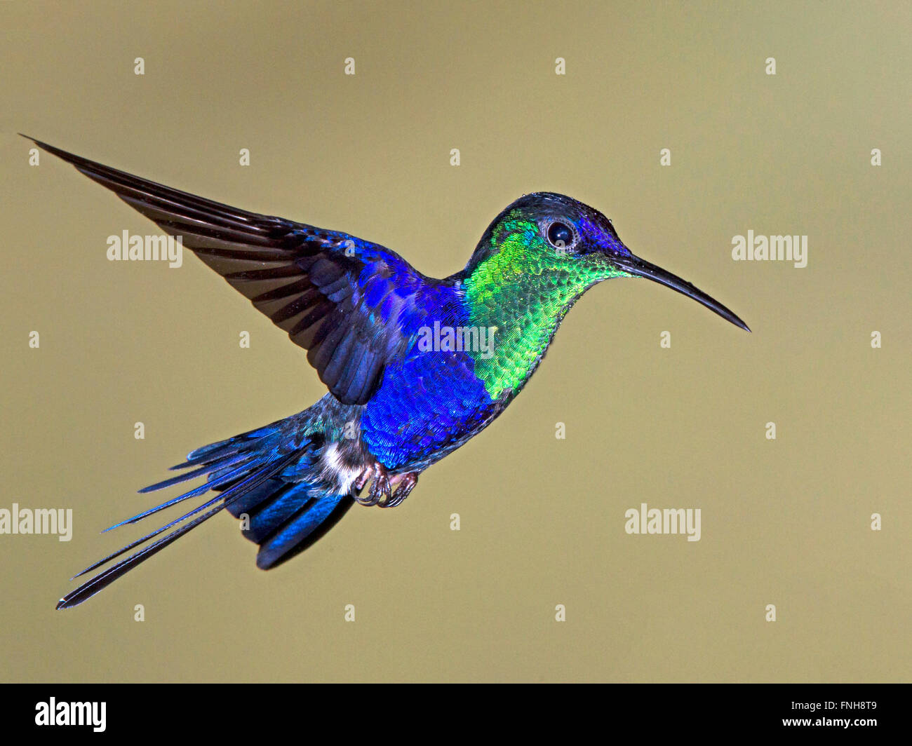 Crowned woodnymph hi-res stock photography and images - Alamy