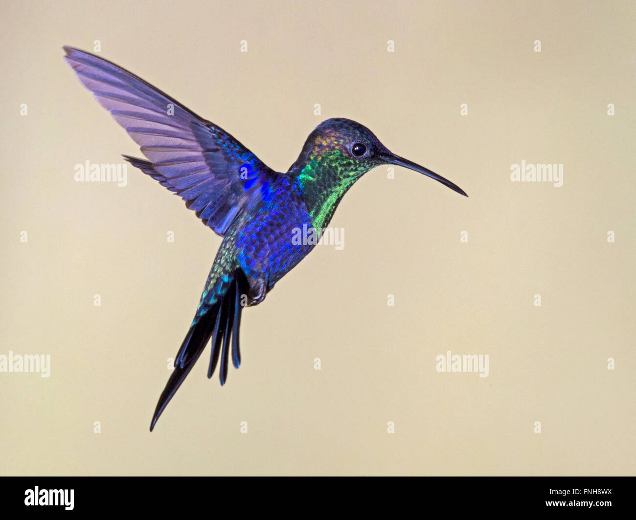 Male violet-crowned woodnymph hovering Stock Photo - Alamy