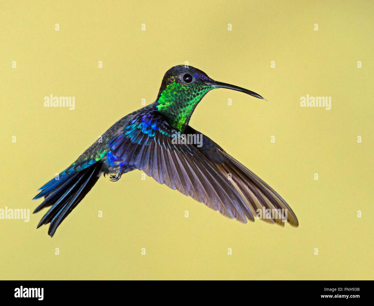 Male violet-crowned woodnymph hovering Stock Photo - Alamy